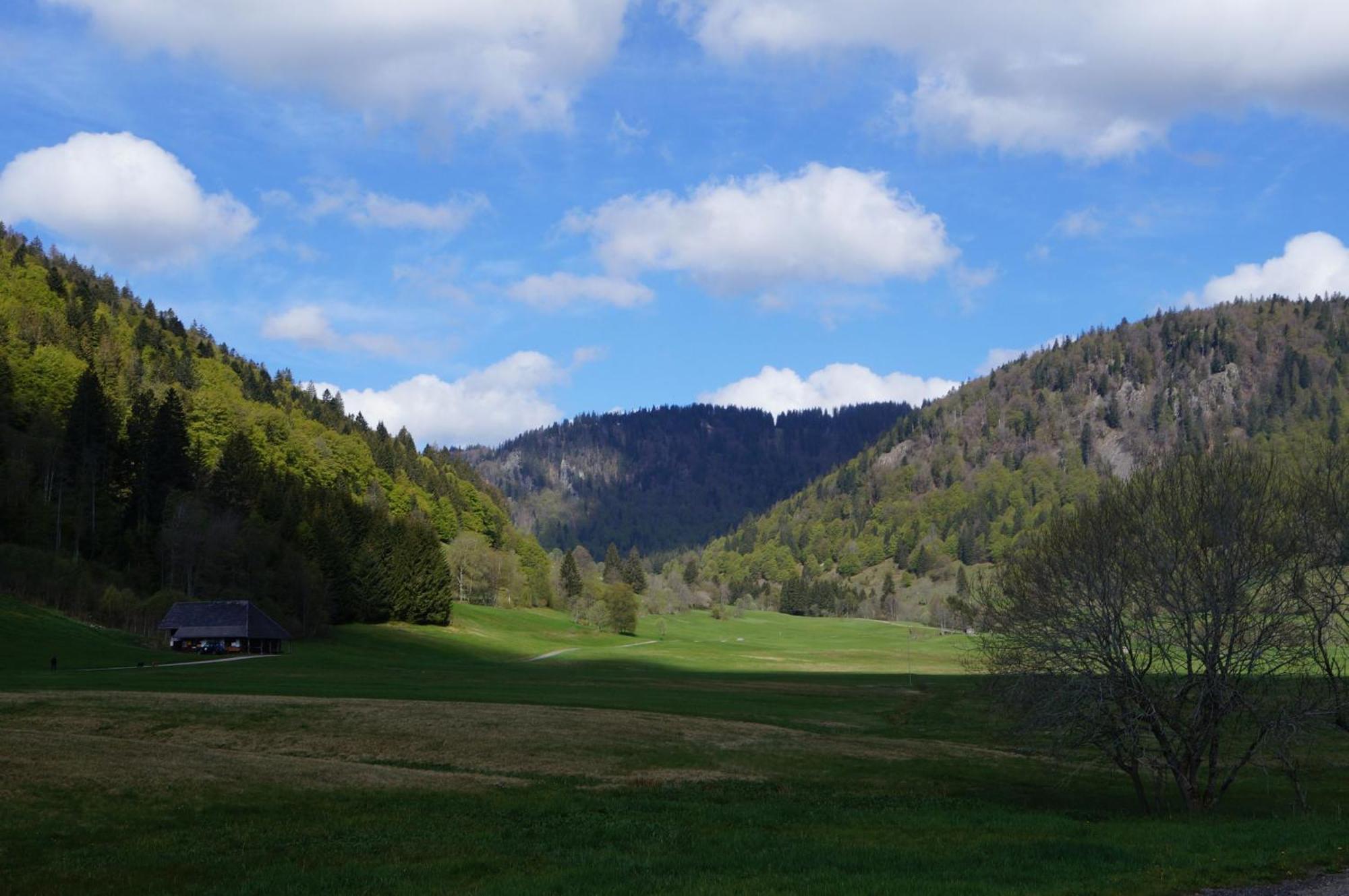 Familien-Sportappartements Wetzel Menzenschwand-Hinterdorf Exteriör bild